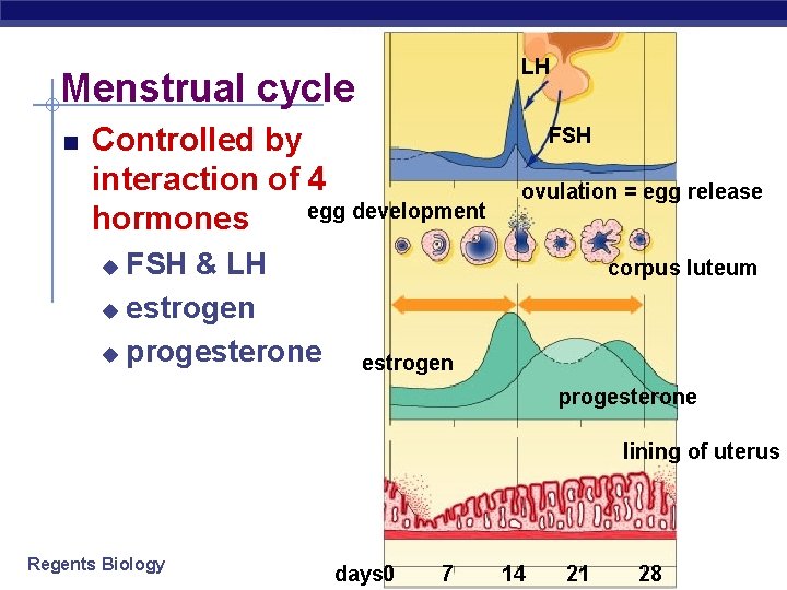LH Menstrual cycle Controlled by interaction of 4 egg development hormones FSH & LH