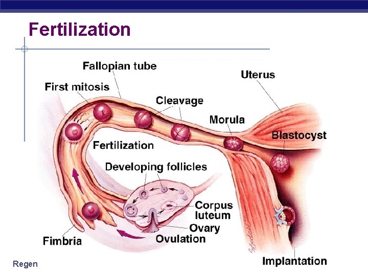 Fertilization Regents Biology 