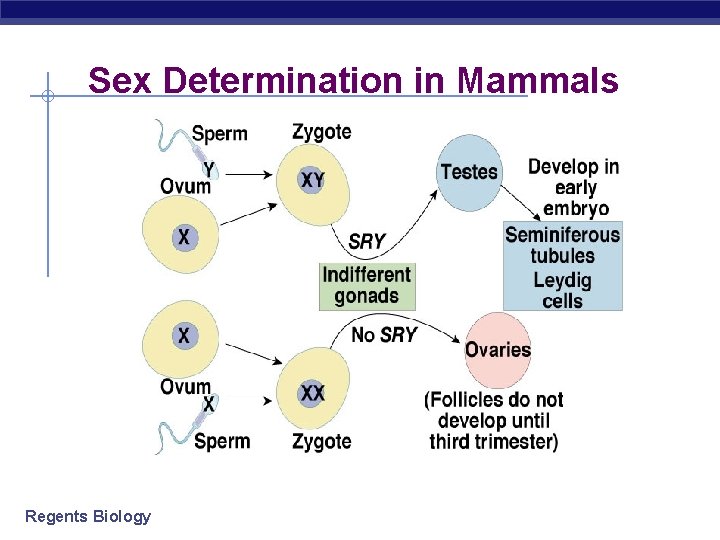 Sex Determination in Mammals Regents Biology 