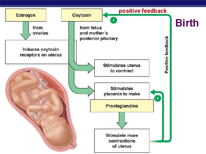 positive feedback Birth Regents Biology 