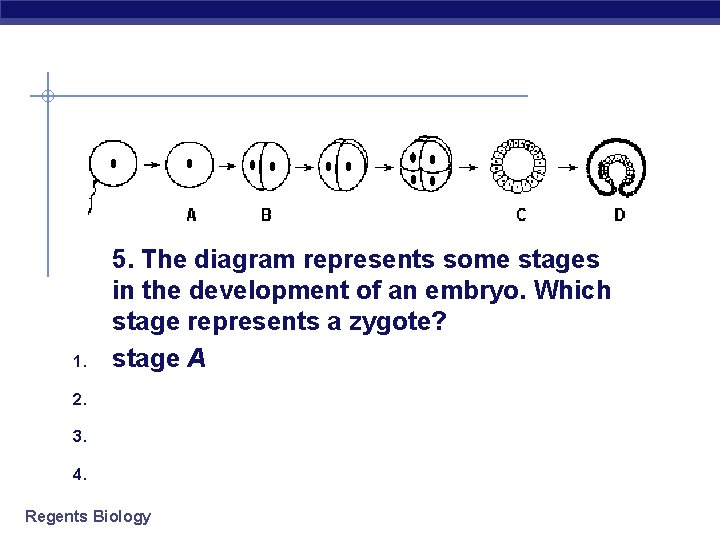 1. 2. 3. 4. 5. The diagram represents some stages in the development of