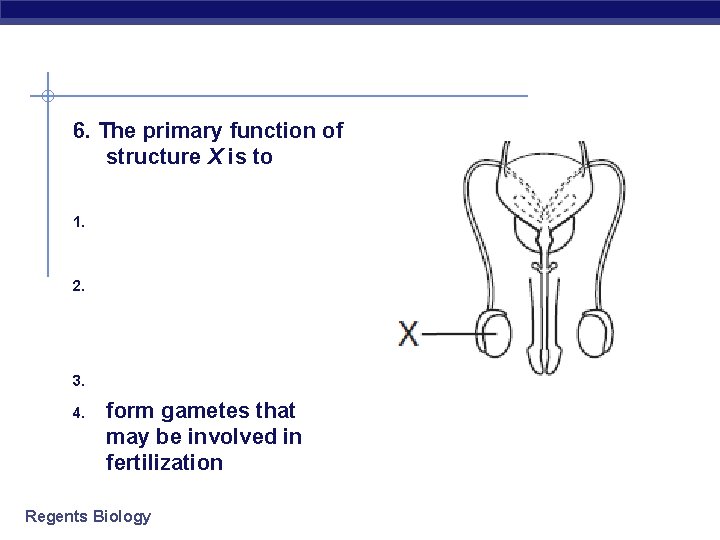  6. The primary function of structure X is to 1. 2. 3. form