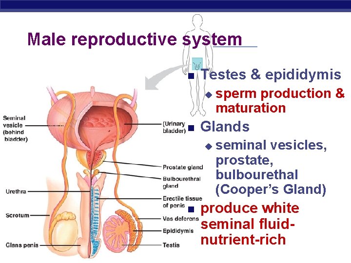 Male reproductive system Testes & epididymis u Glands u Regents Biology sperm production &