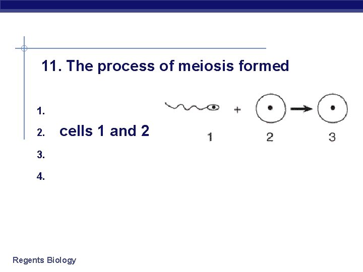  11. The process of meiosis formed 1. 2. 3. 4. cells 1 and