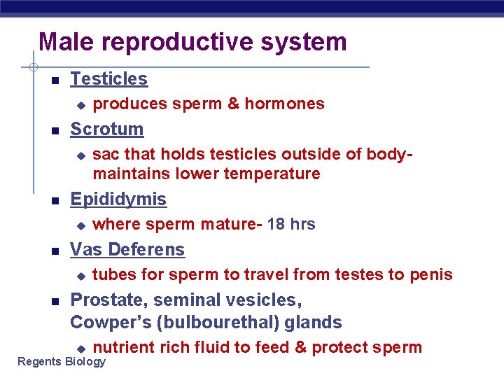 Male reproductive system Testicles u Scrotum u where sperm mature- 18 hrs Vas Deferens