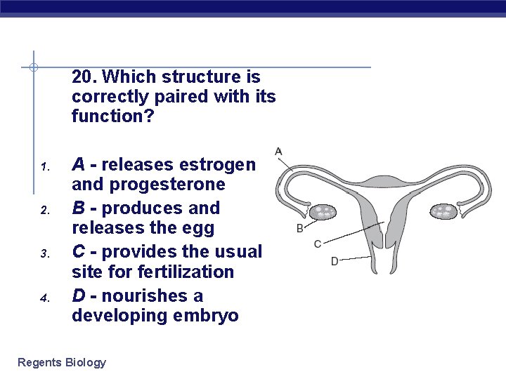 20. Which structure is correctly paired with its function? 1. 2. 3. 4. A