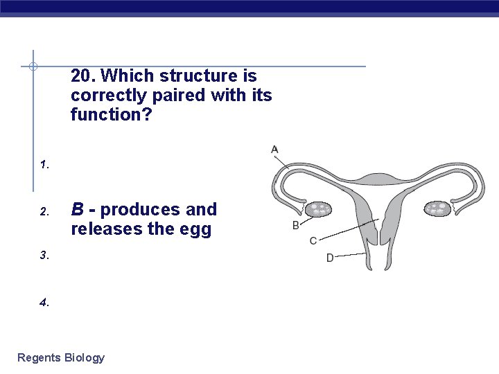 20. Which structure is correctly paired with its function? 1. 2. B - produces