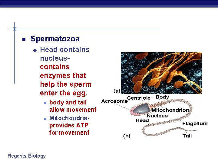  Spermatozoa u Head contains nucleus- contains enzymes that help the sperm enter the