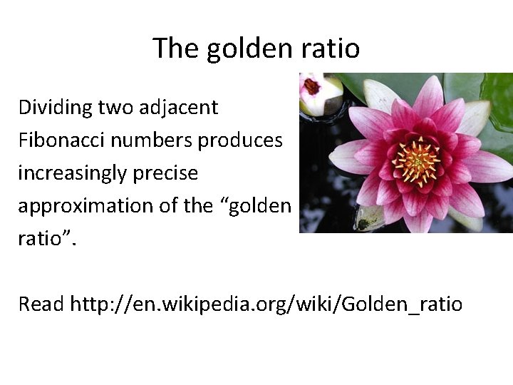 The golden ratio Dividing two adjacent Fibonacci numbers produces increasingly precise approximation of the
