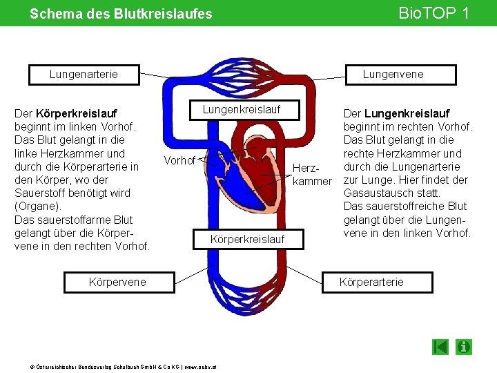 Schema des Blutkreislaufes Lungenarterie Der Körperkreislauf beginnt im linken Vorhof. Das Blut gelangt in