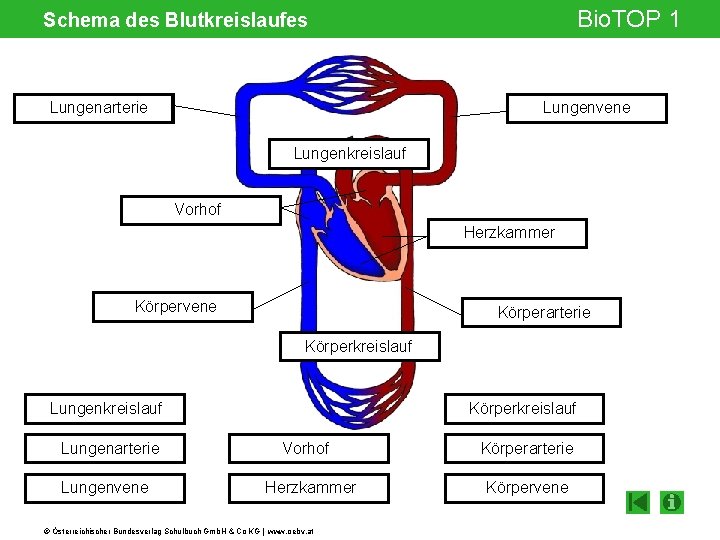 Bio. TOP 1 Schema des Blutkreislaufes Lungenarterie Lungenvene Lungenkreislauf Vorhof Herzkammer Körpervene Körperarterie Körperkreislauf