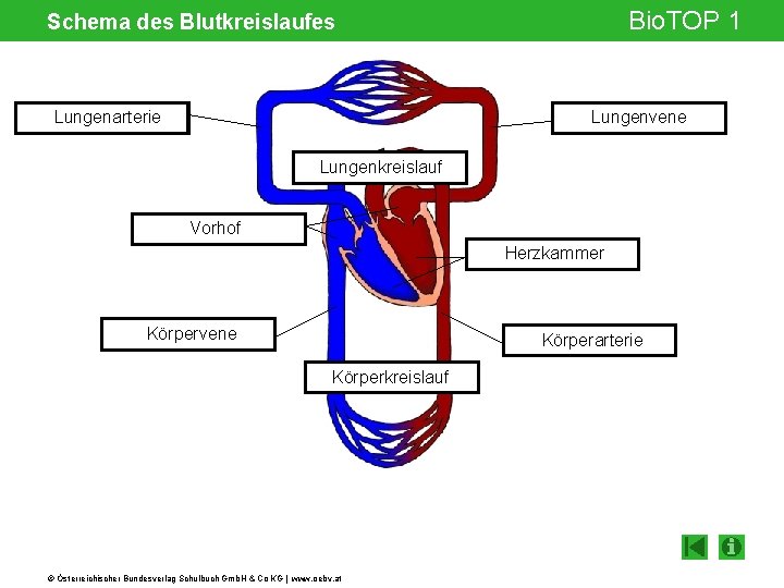 Bio. TOP 1 Schema des Blutkreislaufes Lungenarterie Lungenvene Lungenkreislauf Vorhof Herzkammer Körpervene Körperarterie Körperkreislauf