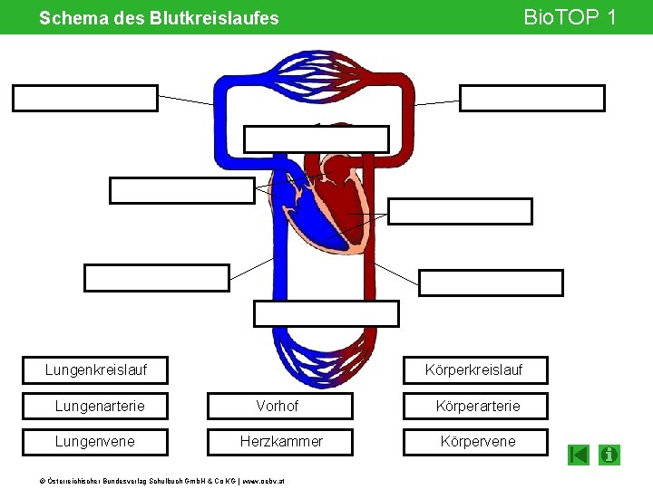 Bio. TOP 1 Schema des Blutkreislaufes Körperkreislauf Lungenarterie Lungenvene Vorhof Herzkammer © Österreichischer Bundesverlag