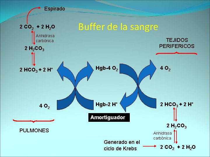 Espirado 2 CO 2 + 2 H 2 O Buffer de la sangre Anhidrasa