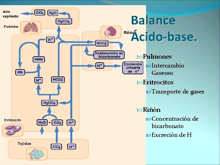 Balance Ácido-base. Pulmones Intercambio Gaseoso Eritrocitos Transporte de gases Riñón Concentración de bicarbonato Excreción