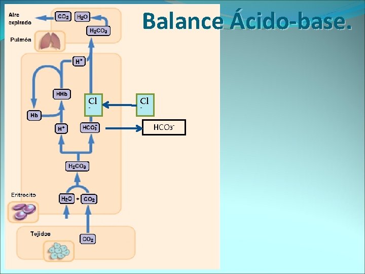 Balance Ácido-base. Cl - HCO 3 - 