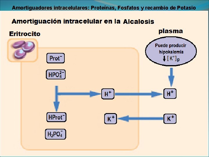 Amortiguadores intracelulares: Proteínas, Fosfatos y recambio de Potasio 