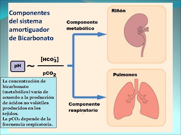 Componentes del sistema amortiguador de Bicarbonato La concentración de bicarbonato (metabólico) varía de acuerdo