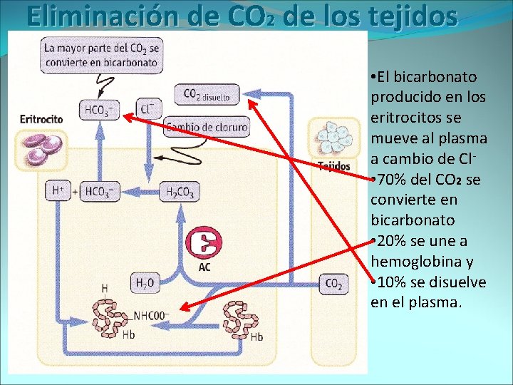 Eliminación de CO 2 de los tejidos • El bicarbonato producido en los eritrocitos