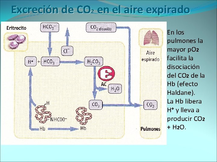 Excreción de CO 2 en el aire expirado En los pulmones la mayor p.