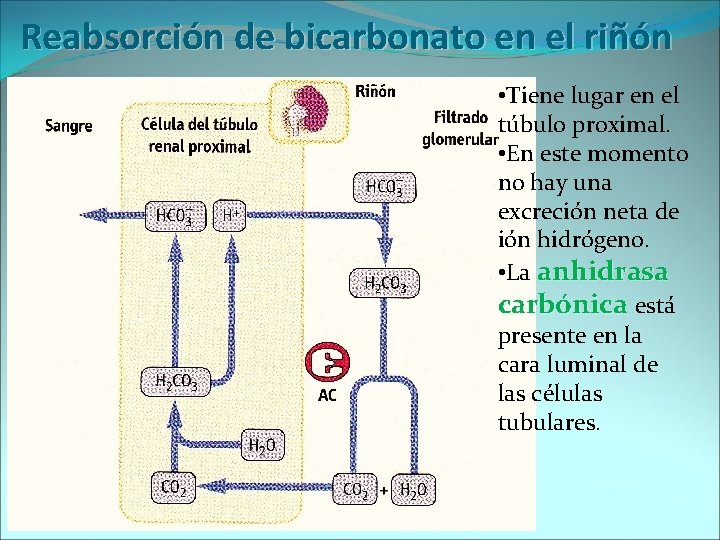 Reabsorción de bicarbonato en el riñón • Tiene lugar en el túbulo proximal. •