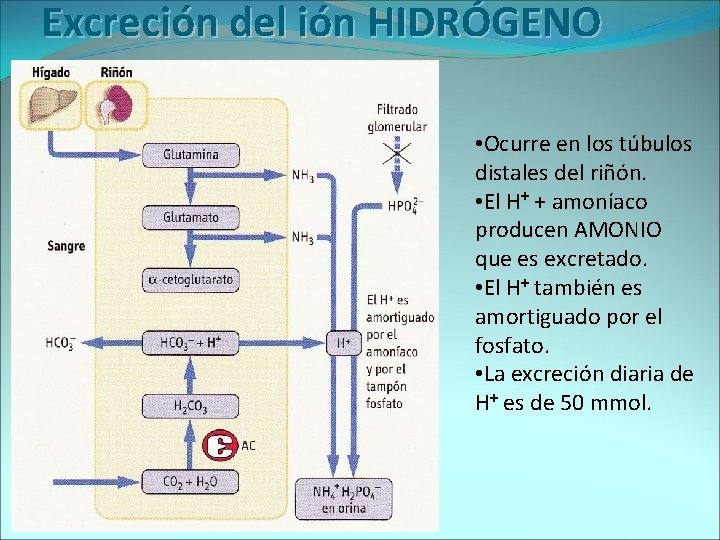 Excreción del ión HIDRÓGENO • Ocurre en los túbulos distales del riñón. • El