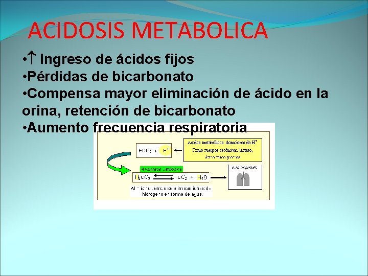 ACIDOSIS METABOLICA • Ingreso de ácidos fijos • Pérdidas de bicarbonato • Compensa mayor