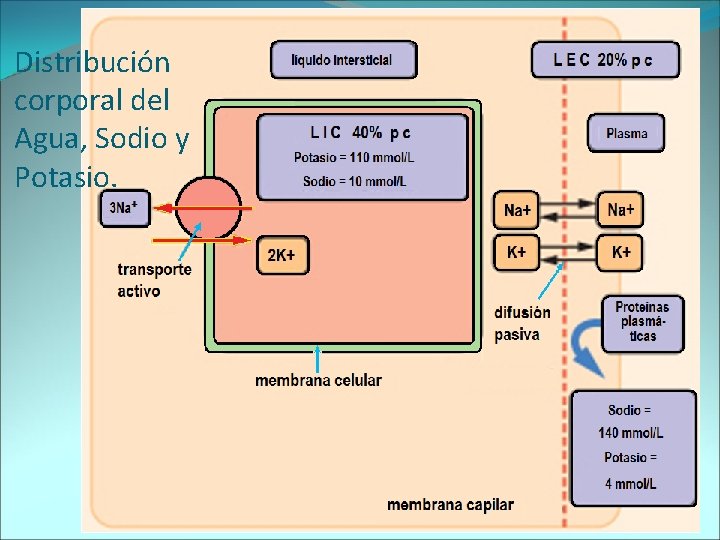 Distribución corporal del Agua, Sodio y Potasio. 