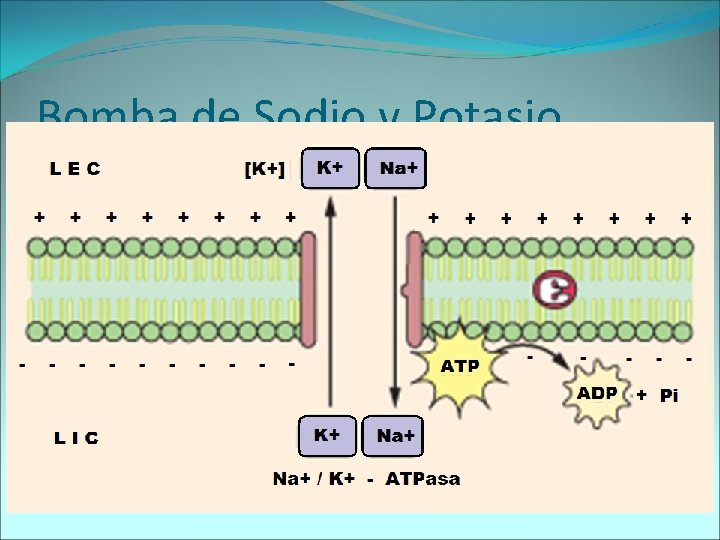 Bomba de Sodio y Potasio 