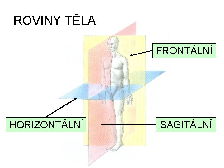 ROVINY TĚLA FRONTÁLNÍ HORIZONTÁLNÍ SAGITÁLNÍ 