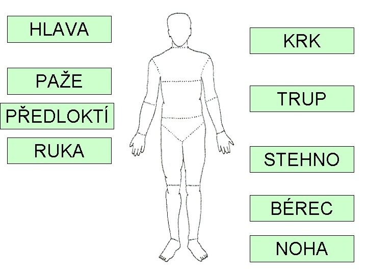 HLAVA PAŽE PŘEDLOKTÍ RUKA KRK TRUP STEHNO BÉREC NOHA 