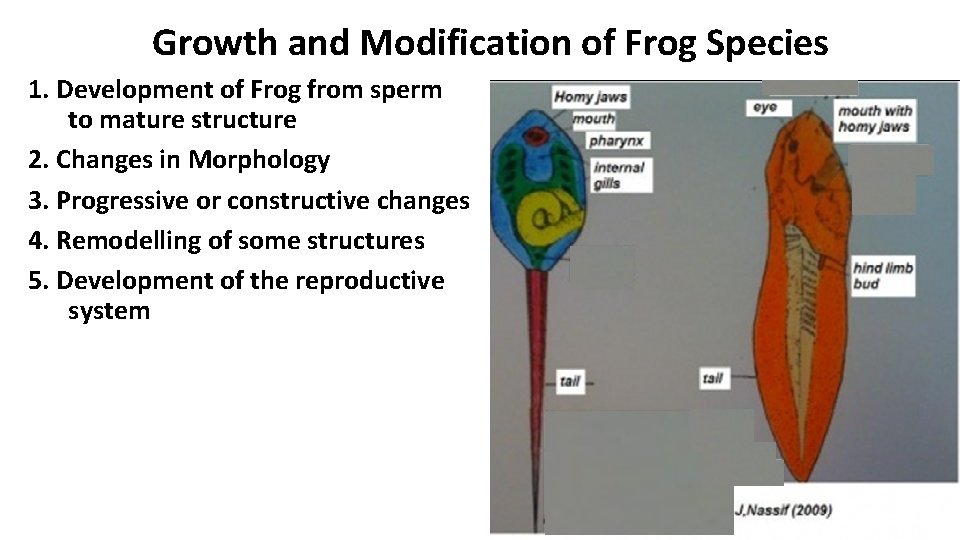 Growth and Modification of Frog Species 1. Development of Frog from sperm to mature