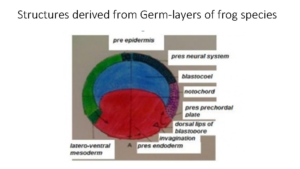 Structures derived from Germ-layers of frog species 