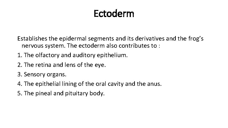 Ectoderm Establishes the epidermal segments and its derivatives and the frog’s nervous system. The