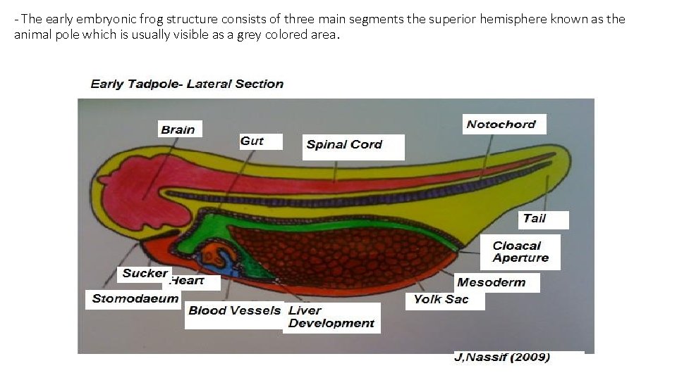 - The early embryonic frog structure consists of three main segments the superior hemisphere