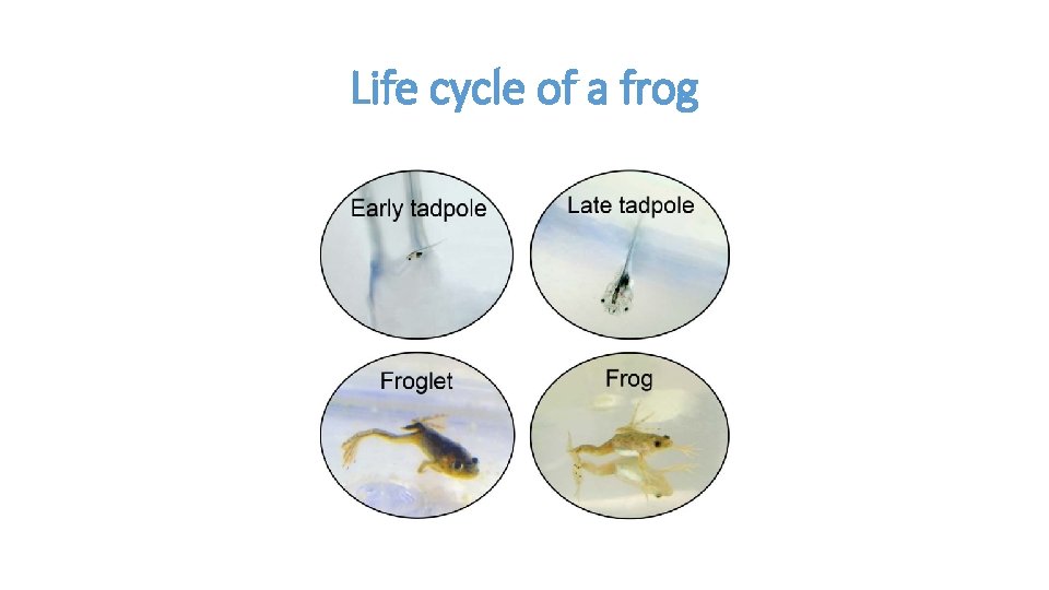 Life cycle of a frog 