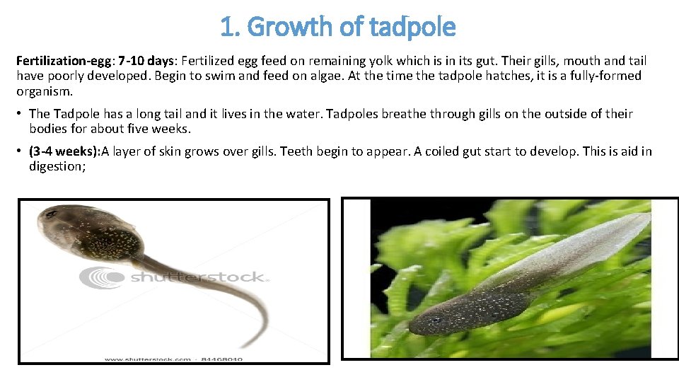 1. Growth of tadpole Fertilization-egg: 7 -10 days: Fertilized egg feed on remaining yolk