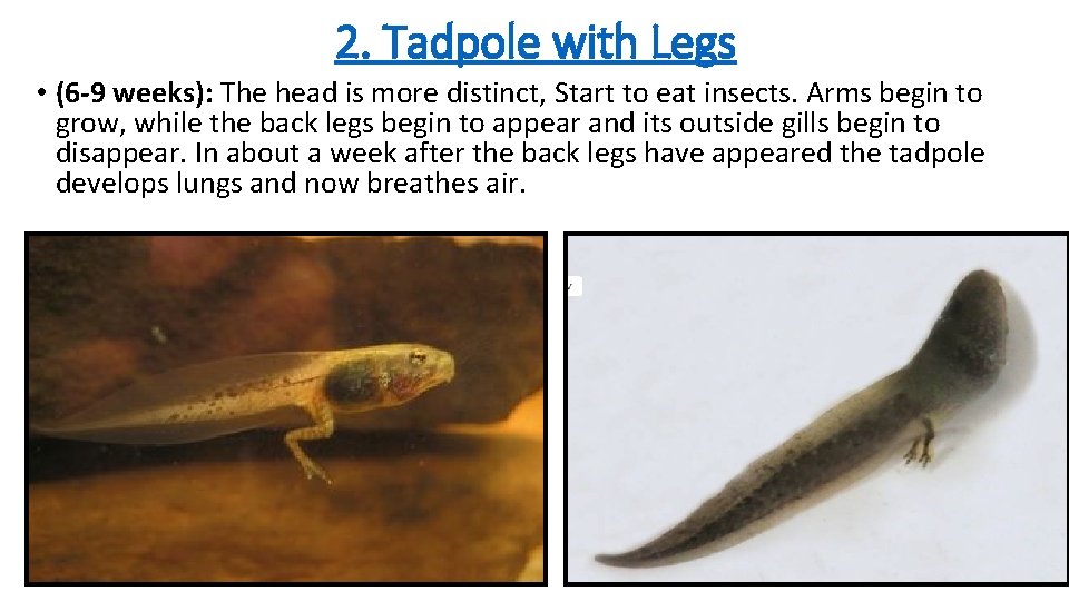 2. Tadpole with Legs • (6 -9 weeks): The head is more distinct, Start