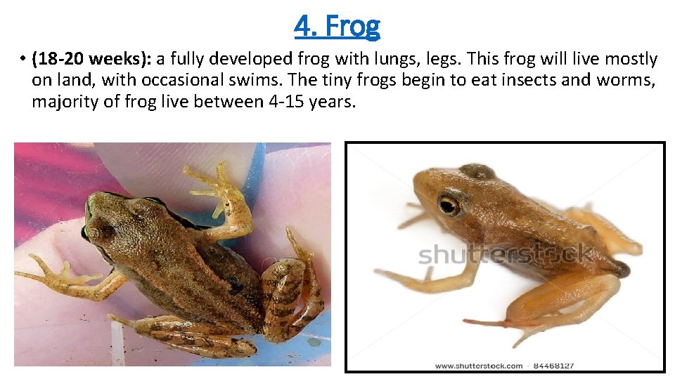 4. Frog • (18 -20 weeks): a fully developed frog with lungs, legs. This