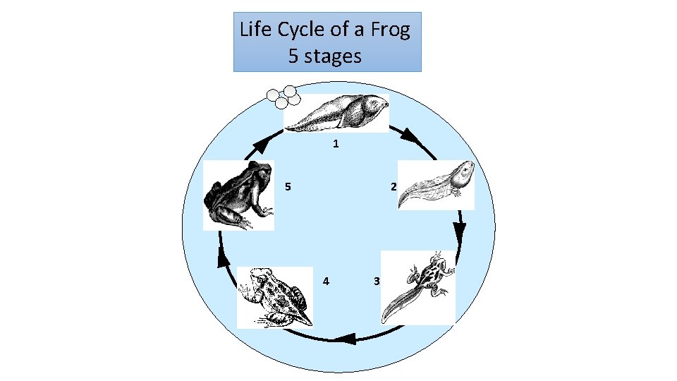 Life Cycle of a Frog 5 stages 1 5 2 4 3 