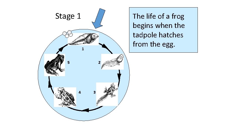 Stage 1 The life of a frog begins when the tadpole hatches from the