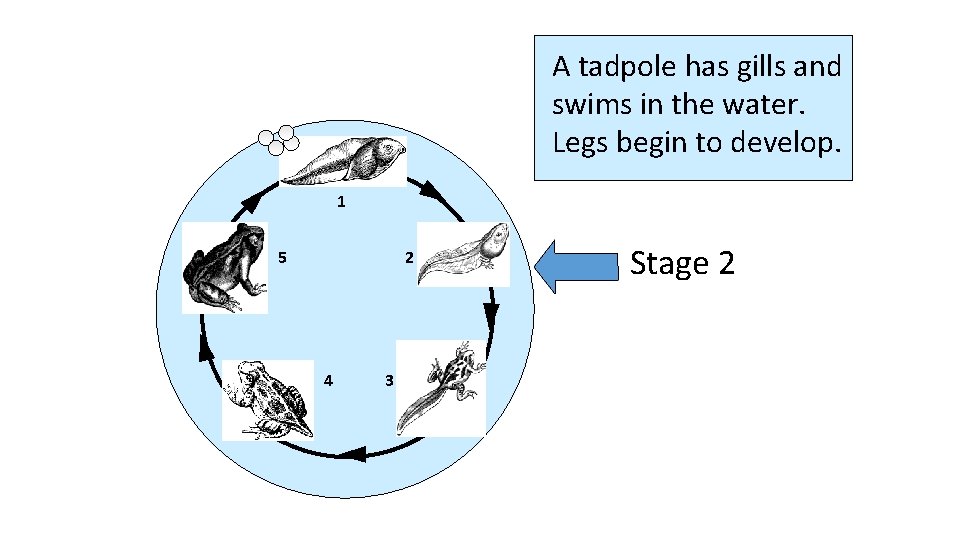 A tadpole has gills and swims in the water. Legs begin to develop. 1