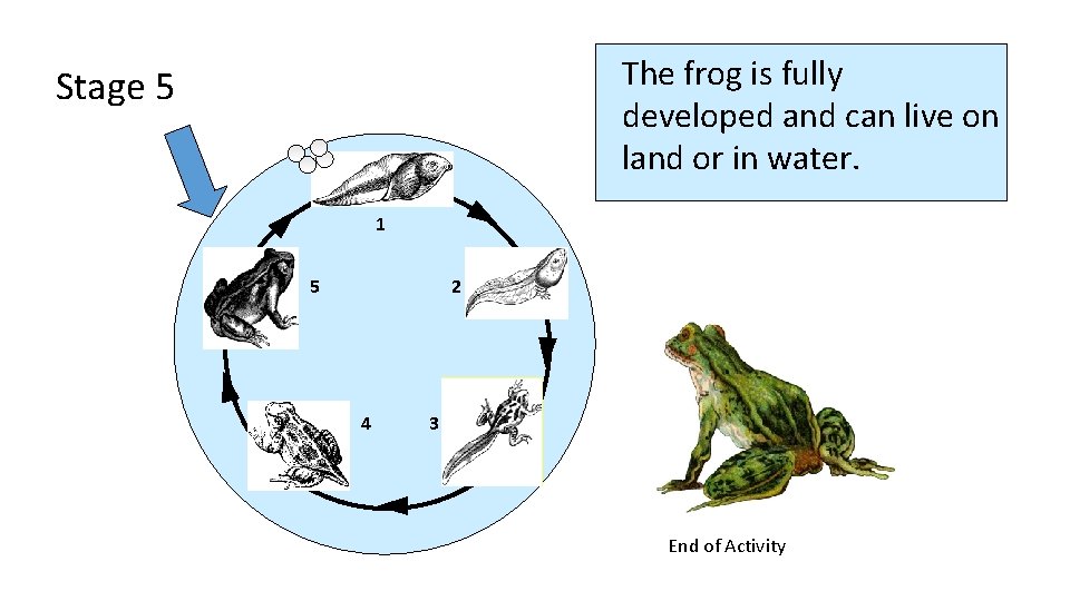 The frog is fully developed and can live on land or in water. Stage