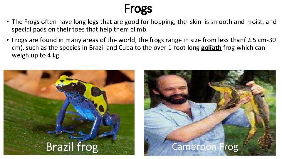 Frogs • The Frogs often have long legs that are good for hopping, the