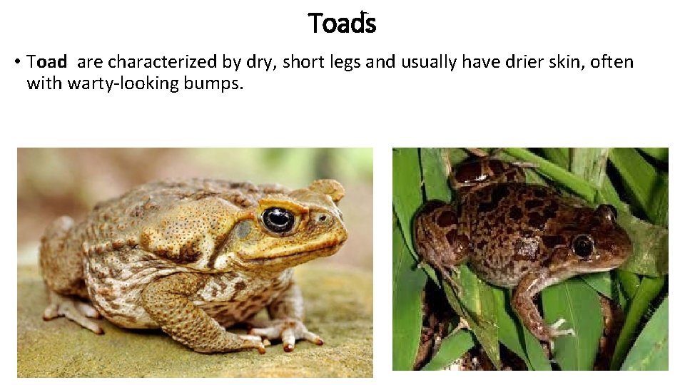 Toads • Toad are characterized by dry, short legs and usually have drier skin,