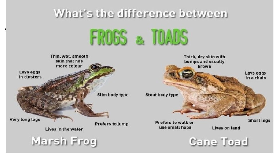 Types of Amphibians 1. Frogs and toads • Frogs and toads are amphibians. They