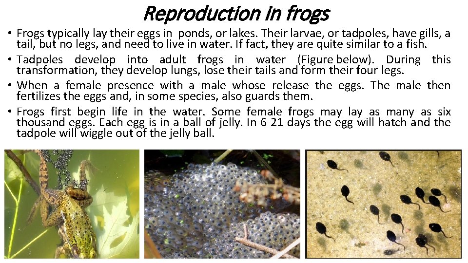 Reproduction in frogs • Frogs typically lay their eggs in ponds, or lakes. Their