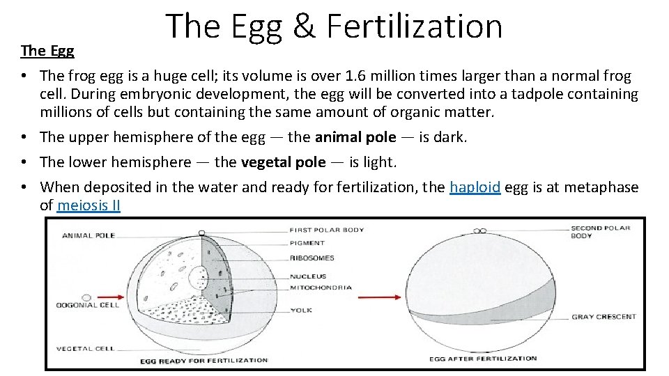 The Egg & Fertilization The Egg • The frog egg is a huge cell;