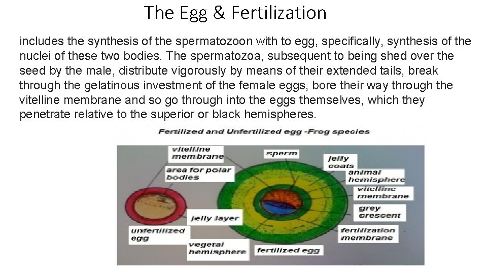 The Egg & Fertilization includes the synthesis of the spermatozoon with to egg, specifically,