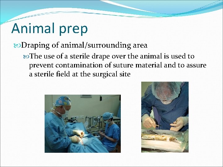 Animal prep Draping of animal/surrounding area The use of a sterile drape over the